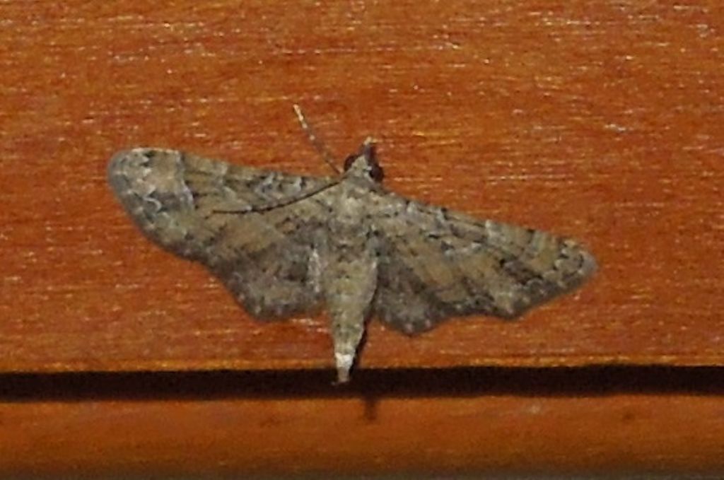 Eupithecia sp. ID: no, Gymnoscelis rufifasciata - Geometridae